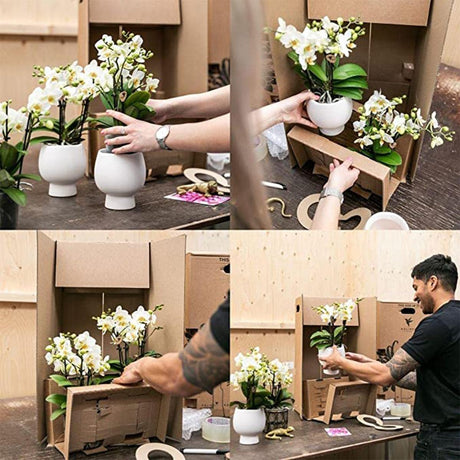 Livraison plante Phalaenopsis rose Trévise en pot doré Groove