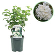 Livraison plante Philadelphus Snowbelle – Pot 17 cm – Hauteur 45 cm
