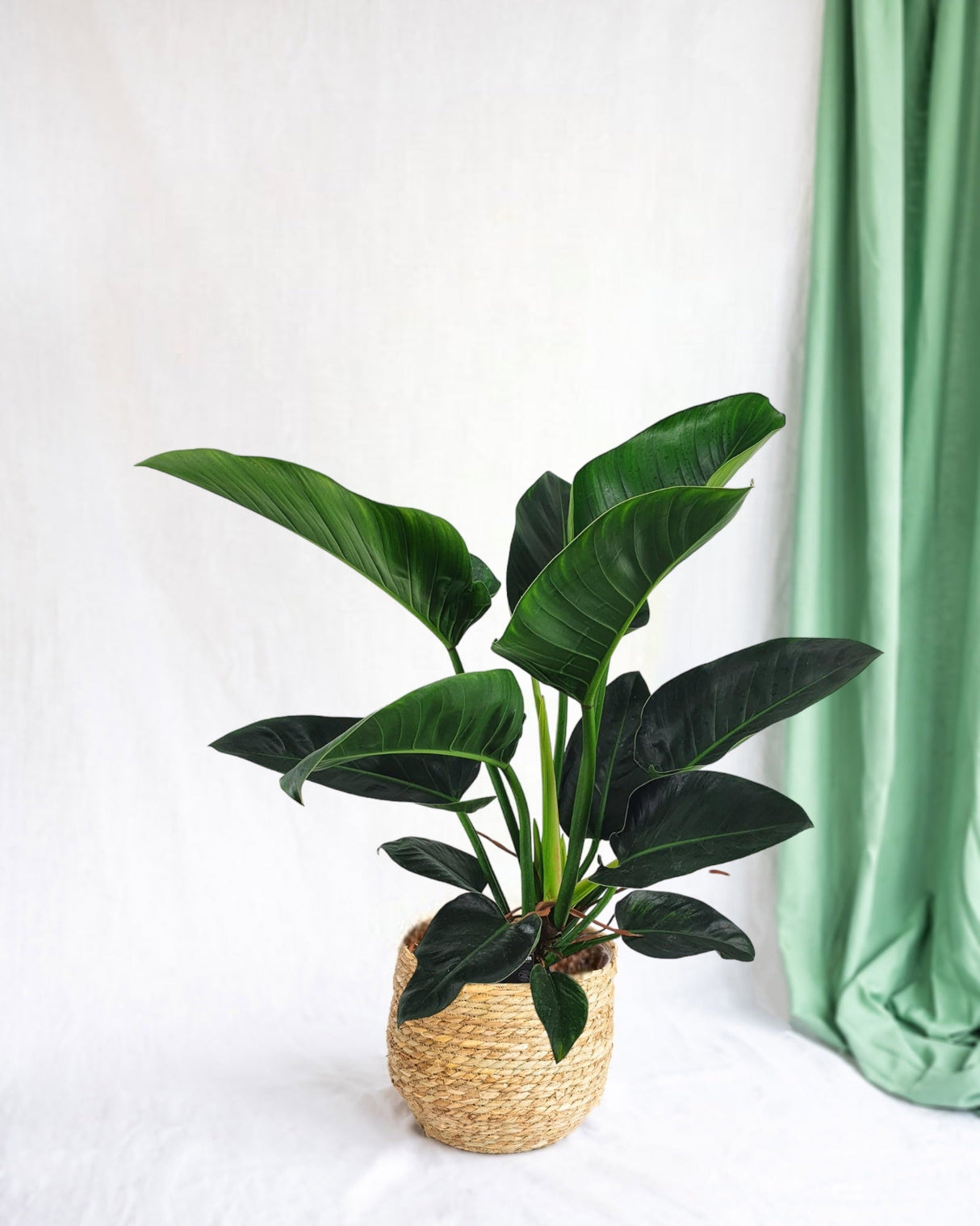 Livraison plante Philodendron Congo h100cm