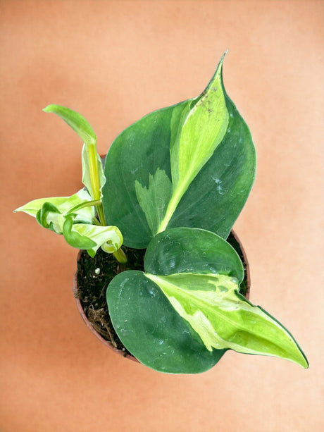 Livraison plante Philodendron Cream Splash