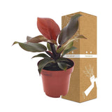 Livraison plante Philodendron Imperial Red
