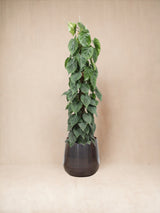 Livraison plante Philodendron Scandens sur tuteur