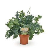 Livraison plante Phlebodium Davana