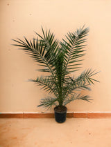 Livraison plante Phoenix Canariensis