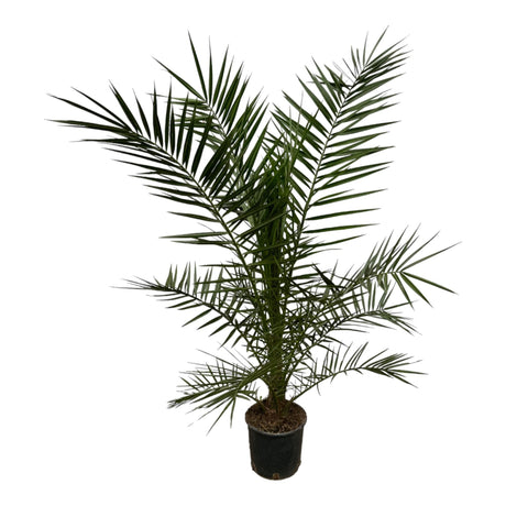 Livraison plante Phoenix Canariensis