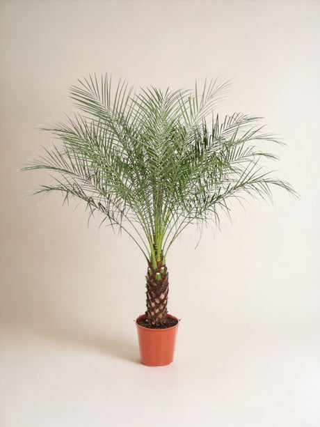 Livraison plante Phoenix Roebelenii - 150 cm - ø27