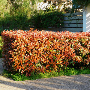 Livraison plante Photinia Little Red Robin – Lot de 8 – Hauteur 30 cm