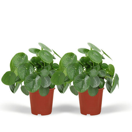 Livraison plante Pilea Peperomiodes - Lot de 2