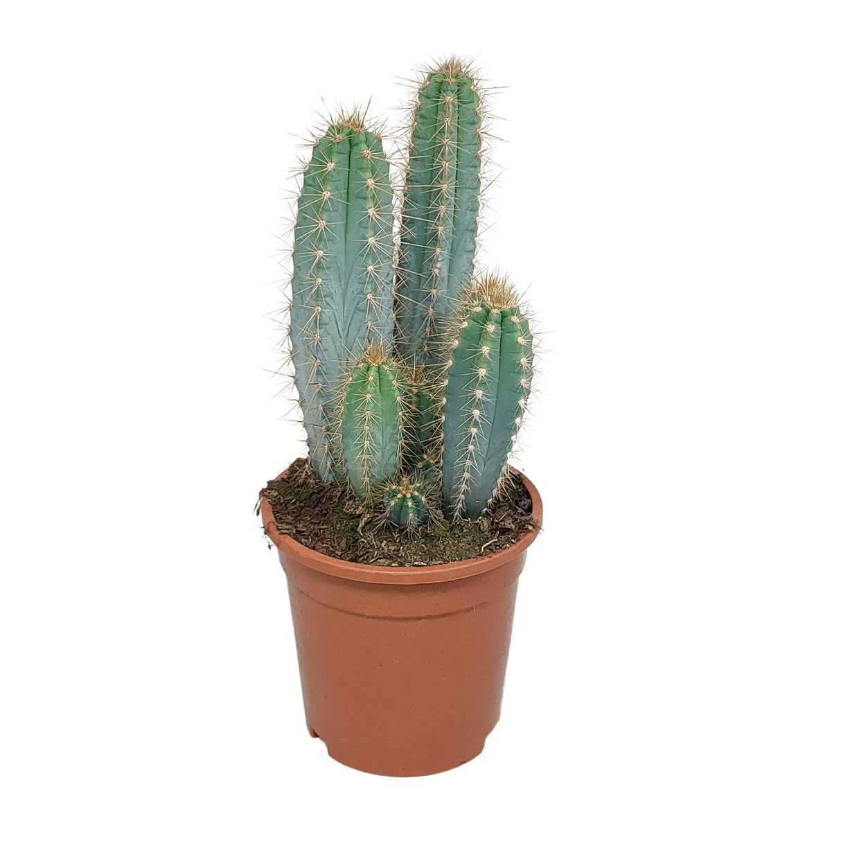 Livraison plante Pilosocereus Azureus - cactus d'intérieur