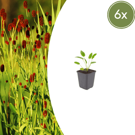 Livraison plante Pimprenelle officinale Tanna