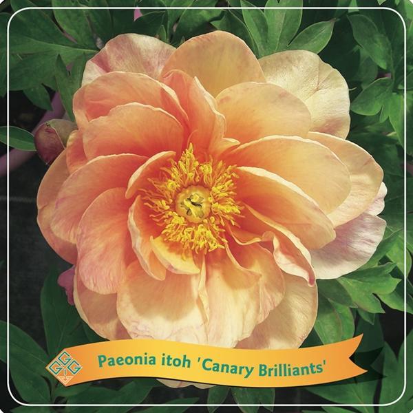 Livraison plante Pivoine 'Canary Brilliants orange