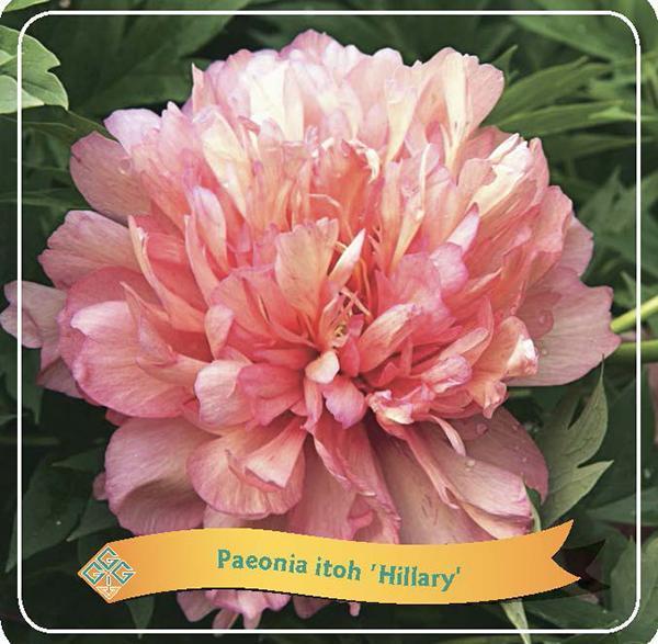 Livraison plante Pivoine 'Hillary' rose pastel
