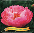 Livraison plante Pivoine Lactiflora 'Coral Sunset' corail