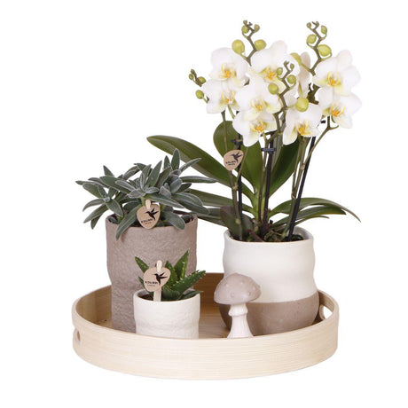 Livraison plante Plantenset Slow Living - Phalaenopsis Lausanne et Succulentes