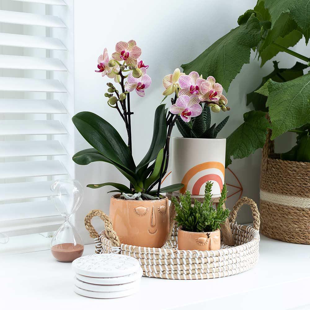 Livraison plante Plateau tressé blanc - Accessoire déco