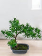 Livraison plante Podocarpus - bonsai sapin artificiel