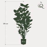 Livraison plante Polyscias Aralia plante artificielle - h105cm, Ø12cm