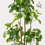 Livraison plante Polyscias Aralia plante artificielle - h160cm, Ø14cm