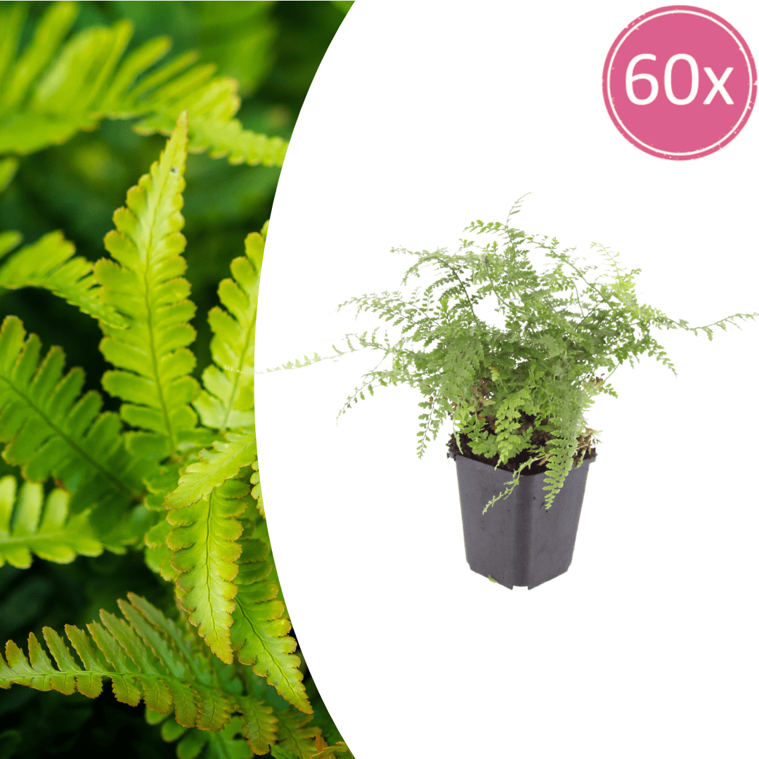 Livraison plante Polystichum fougère à peigne