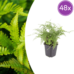 Livraison plante Polystichum fougère à peigne