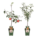 Livraison plante Pommier Malus mix Lot de 2 - ↨100cm - Ø23 - arbre fruitier