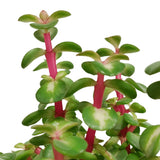 Livraison plante Portulacaria Afra Variegata - h25cm, Ø10,5cm - plante grasse