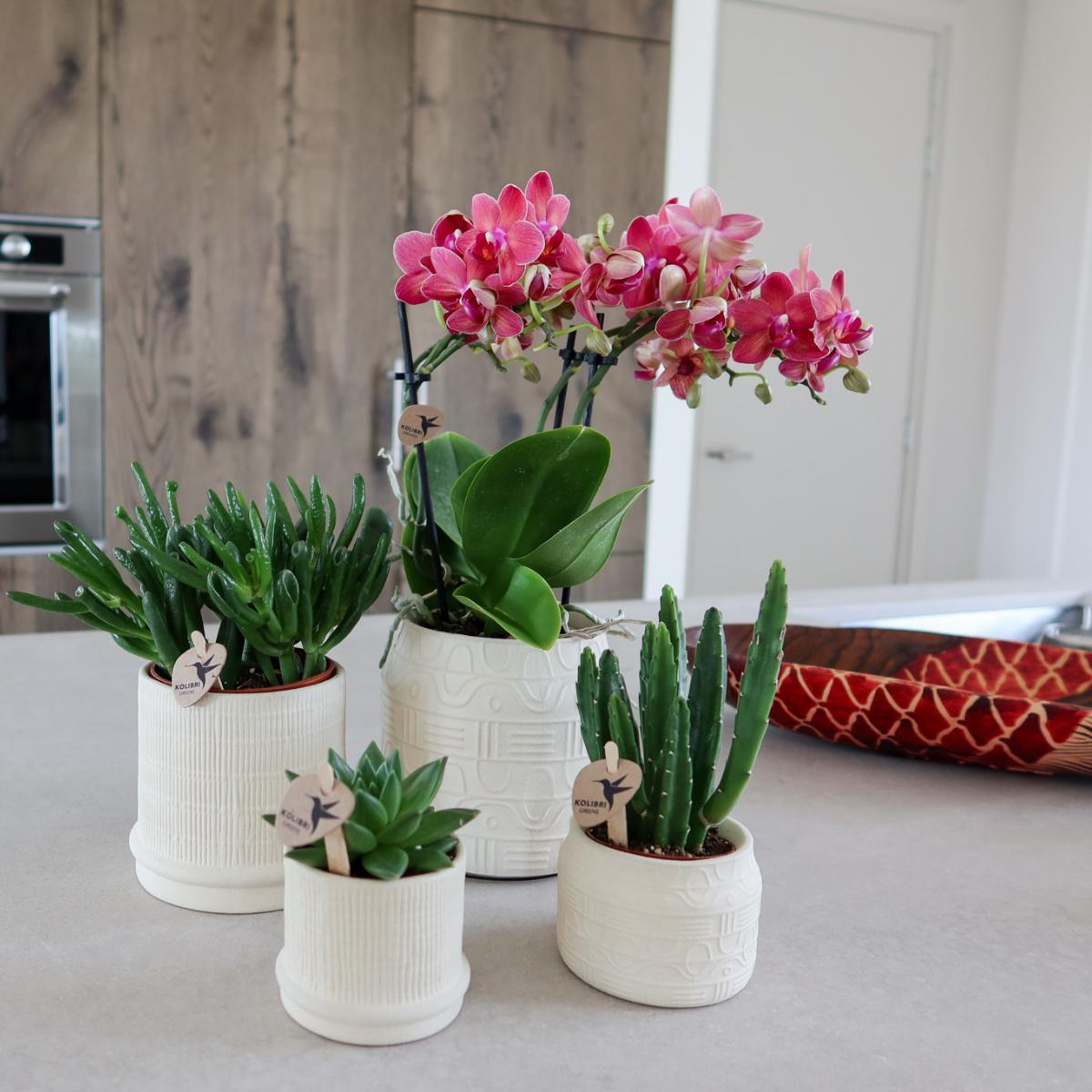 Livraison plante Pot Bali - Off White