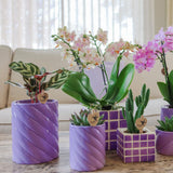 Livraison plante Pot décoratif Candy lilas