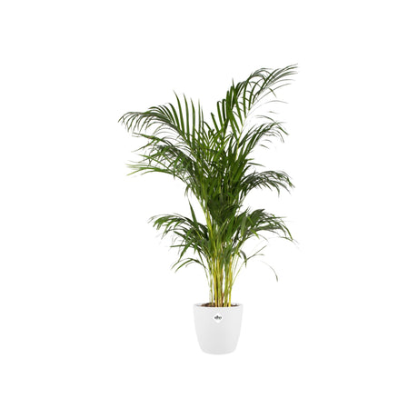 Livraison plante Pot elho Brussels Round Wit D30 x H27