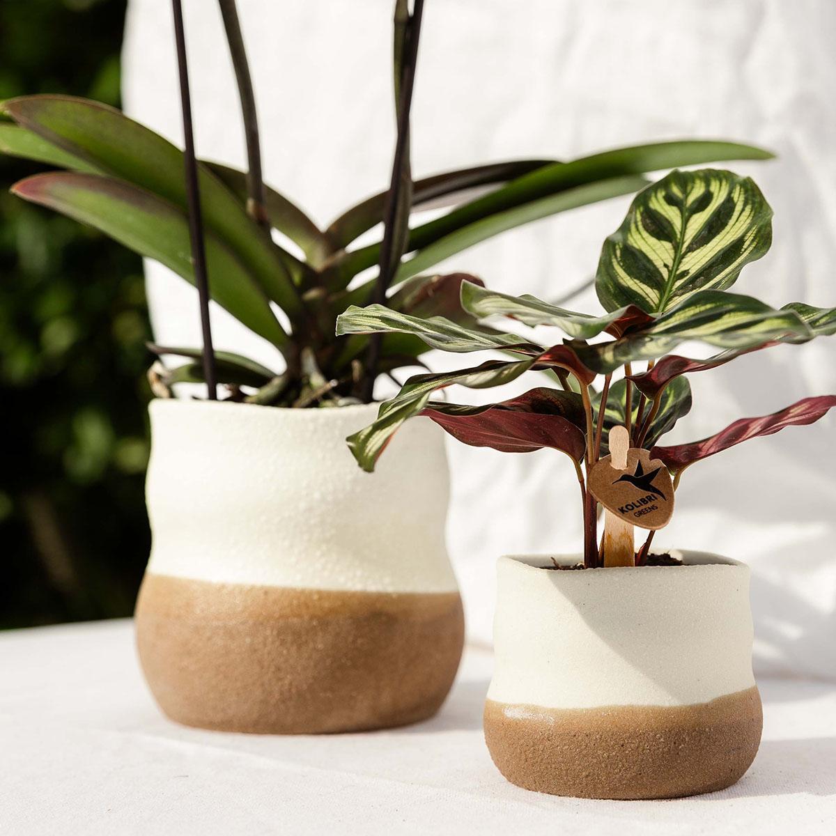 Livraison plante Pot Imperfect Home