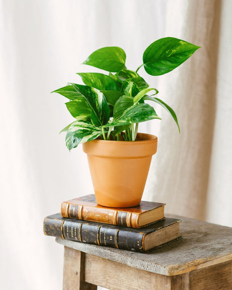 Livraison plante Pothos golden epipremnum