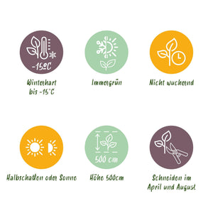 Livraison plante Prunus laurocerasus Caucasica – Lot de 8 – Hauteur 30 - 35 cm