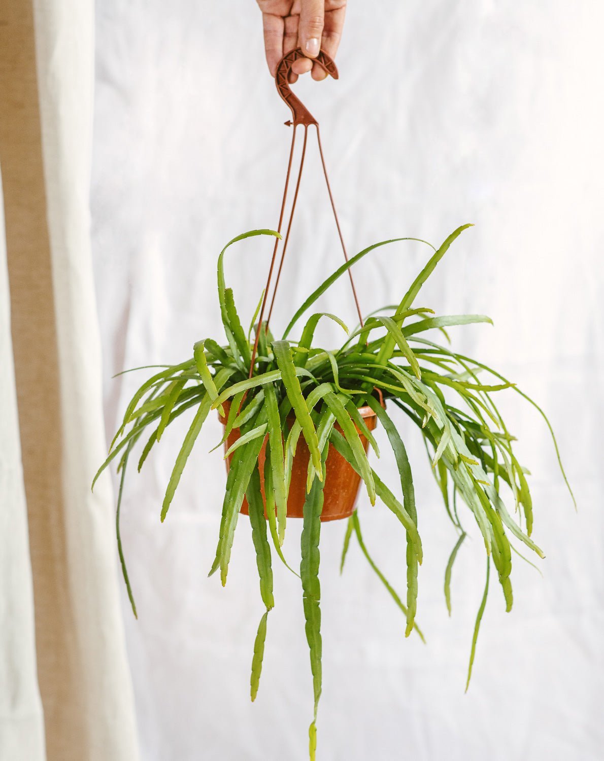 Livraison plante Rhipsalis