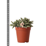 Livraison plante Rhipsalis Baccifera Horrida h15cm