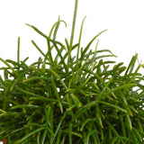 Livraison plante Rhipsalis Baccifera Oasis h26cm