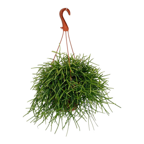 Livraison plante Rhipsalis Cactus corail