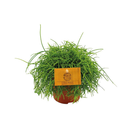 Livraison plante Rhipsalis Cassutha