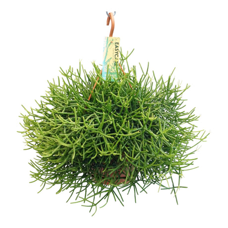 Livraison plante Rhipsalis Heteroclada