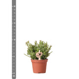 Livraison plante Rhipsalis Mesembryanthemoides h15cm