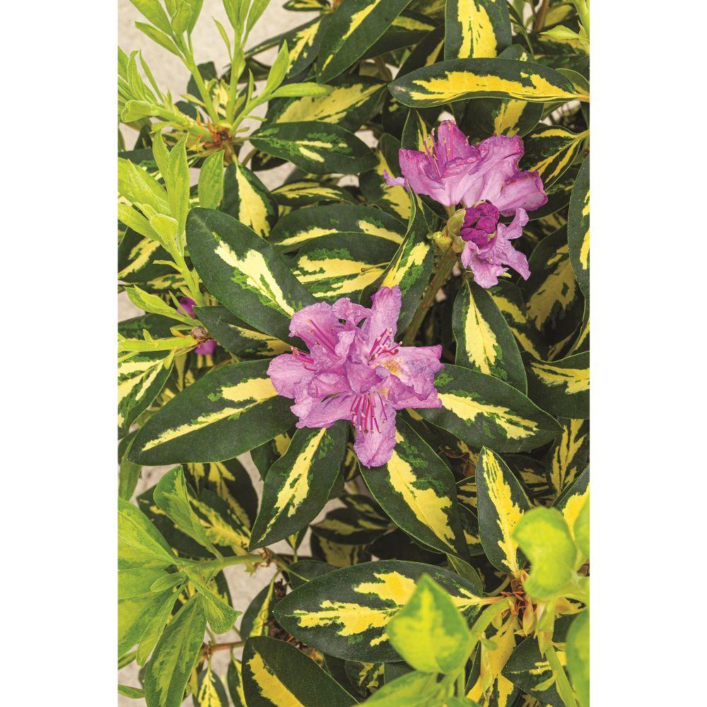 Livraison plante Rhododendron 'Gold Leaf' - ↨35cm - Ø19cm - plante d'extérieur