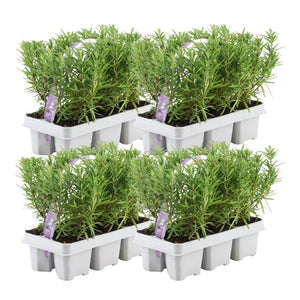 Livraison plante Romarin - 4 packs de 6