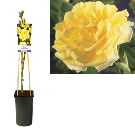 Livraison plante Rosier jaune golden d17cm h75cm
