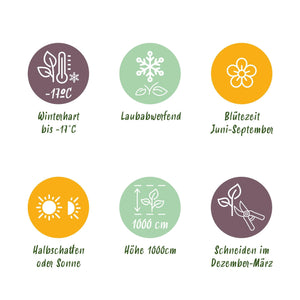 Livraison plante Rosier Rosa Red Queen – Lot de 2 – Pot 11 cm – Hauteur 40 cm