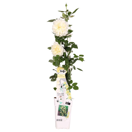 Livraison plante Rosier vanille blanc - ↨65cm - Ø15 - arbuste fleuri