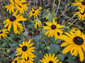 Rudbeckia (Rudbeckia fulgida) 'Goldsturm' - Gul Blomst Plante