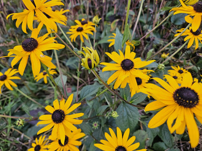 Rudbeckia (Rudbeckia fulgida) 'Goldsturm' - Gul Blomst Plante