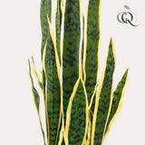 Livraison plante Sanseveria Trifasciata plante artificielle - h97cm, Ø12cm