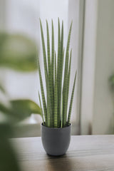 Livraison plante Sansevieria Cylindrica plante artificielle - h70cm, Ø12cm