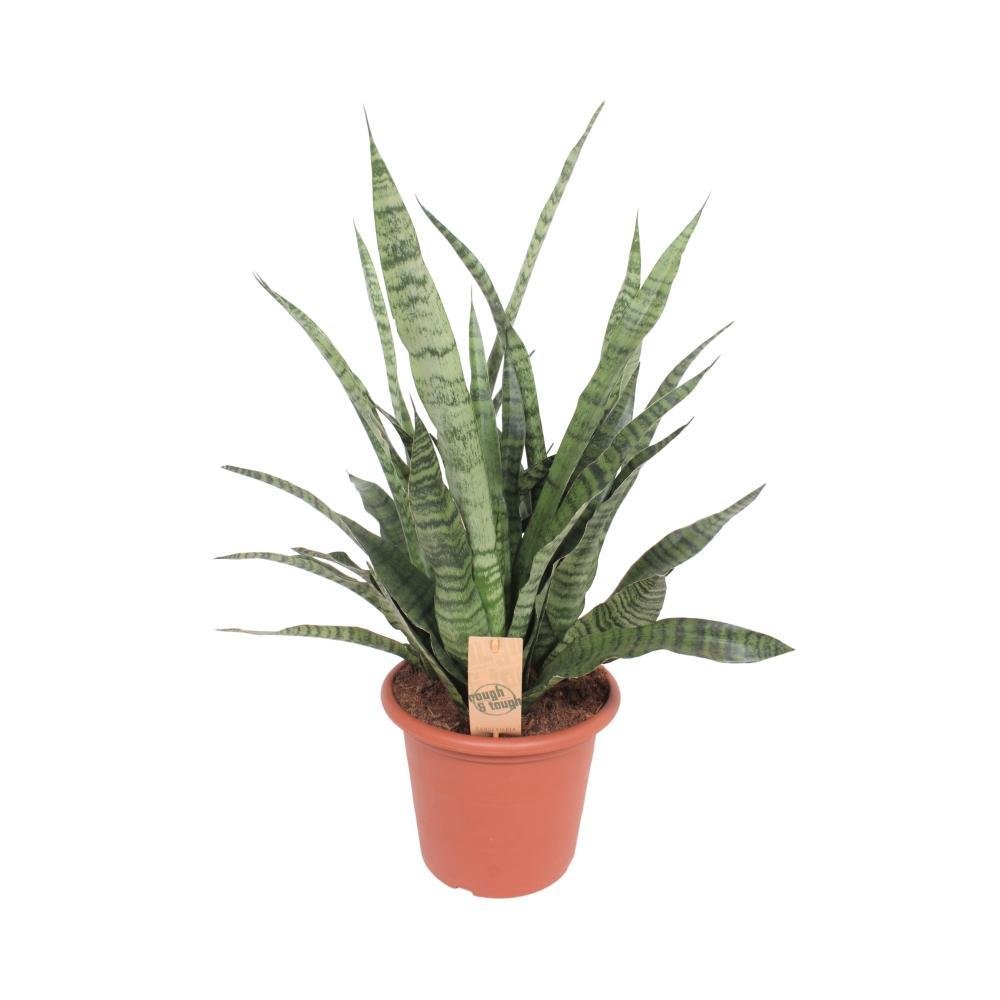 Livraison plante Sansevieria Diamond Green