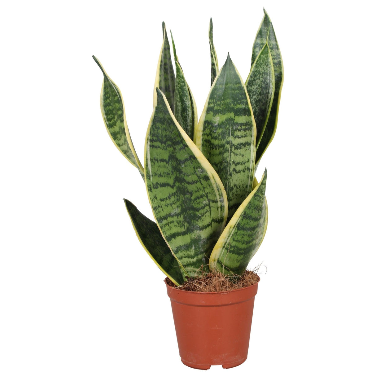 Livraison plante Sansevieria Futura Superba